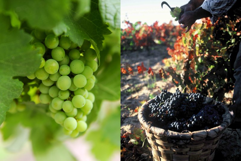 Festival del Vino en México Festival del Vino en México